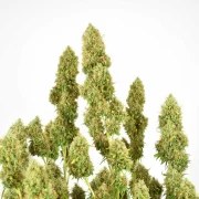 THC-Victory® – product view 4