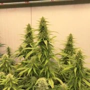 THC-Victory® – product view 5