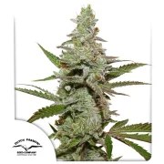 Amsterdam Amnesia® – product view 1