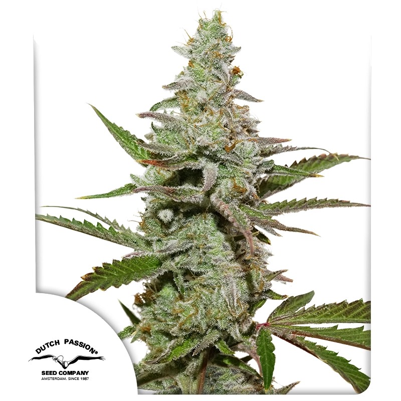 Amsterdam Amnesia® – product view 1