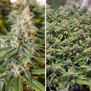 Amsterdam Amnesia® – product view 2