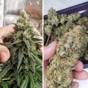 Amsterdam Amnesia® – product view 3