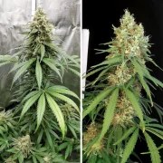 Amsterdam Amnesia® – product view 4