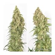 Amsterdam Amnesia® – product view 5