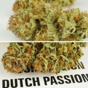 Auto Mokum's Tulip® – product view 5