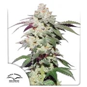 Skywalker Haze® – product view 1