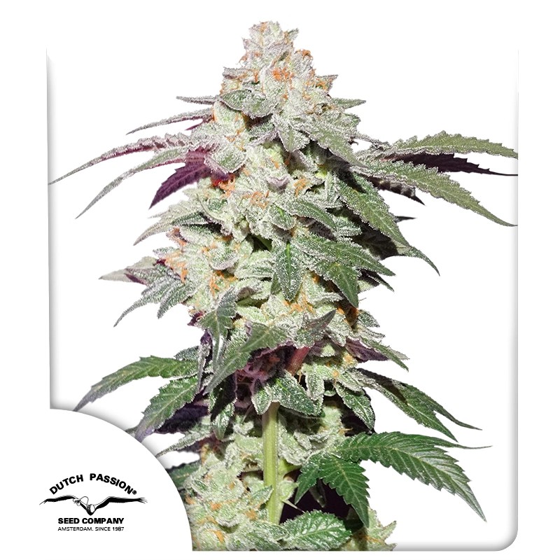 Skywalker Haze® – product view 1