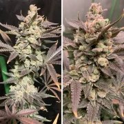 Skywalker Haze® – product view 2