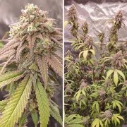Skywalker Haze® – product view 3