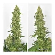 Skywalker Haze® – product view 4