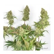 Skywalker Haze® – product view 5
