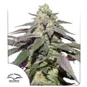 Auto Skywalker Haze® – product view 1