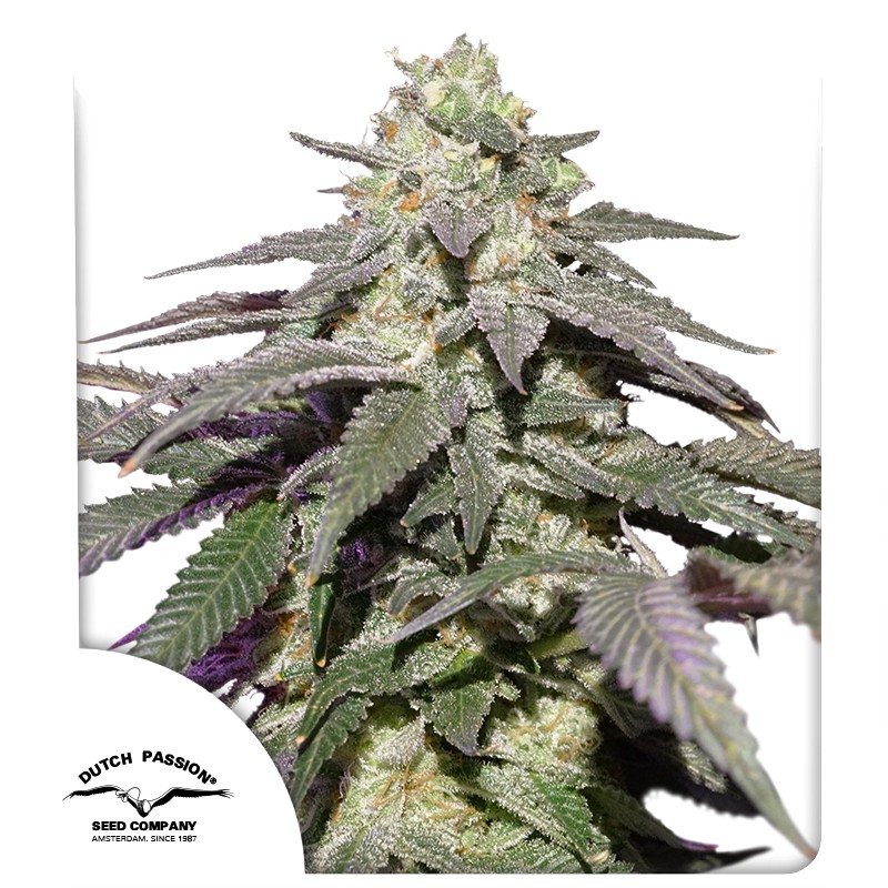 Auto Skywalker Haze® – product view 1