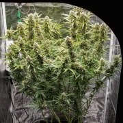 Auto Skywalker Haze® – product view 2