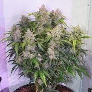 Auto Skywalker Haze® – product view 3