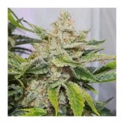 Auto Skywalker Haze® – product view 4