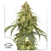 Auto CBD-Victory® – product view 1