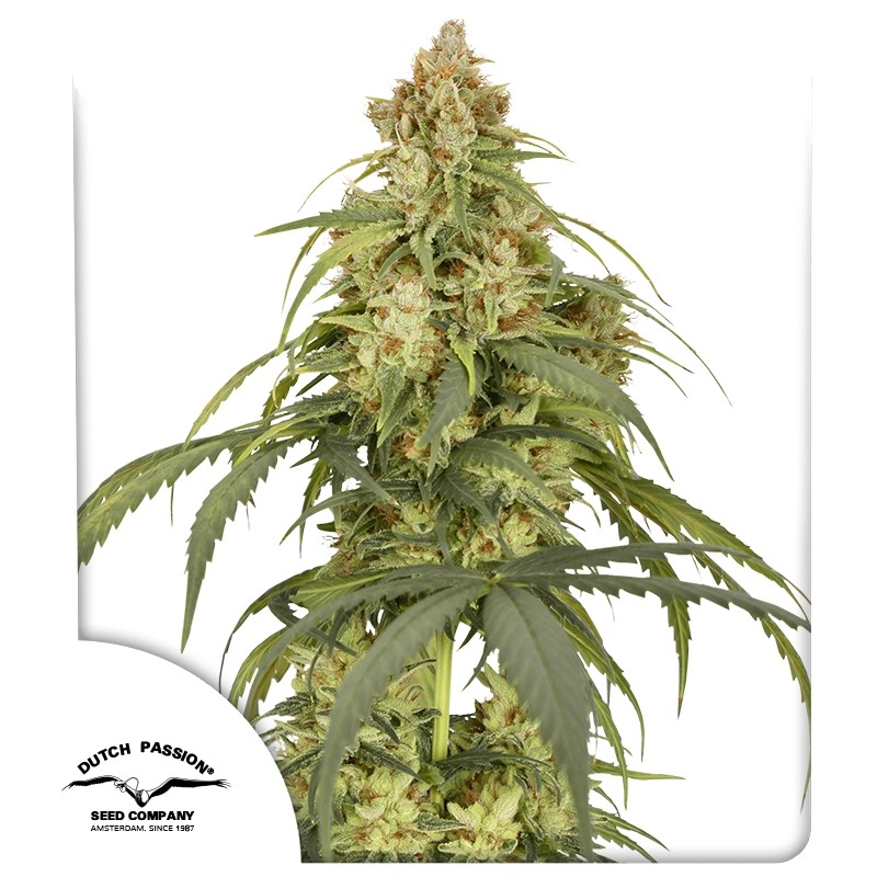Auto CBD-Victory® – product view 1