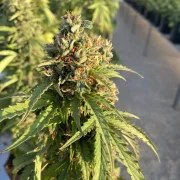 Auto CBD-Victory® – product view 2