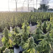 Auto CBD-Victory® – product view 3
