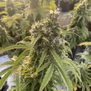 Auto CBD-Victory® – product view 4