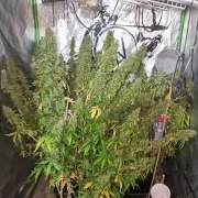 Auto CBD-Victory® – product view 5