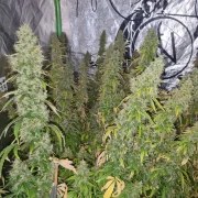 Auto CBD-Victory® – product view 6