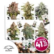 Autoflower Package Deal – product view 1
