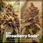 Autoflower Package Deal – product view 2