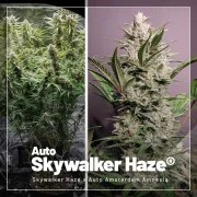 Autoflower Package Deal – product view 3