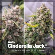 Autoflower Package Deal – product view 4