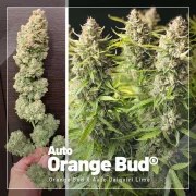 Autoflower Package Deal – product view 5