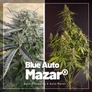 Autoflower Package Deal – product view 6