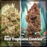 Autoflower Package Deal – product view 7