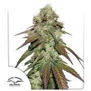 CBD Mazar – product view 1