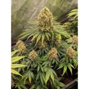 CBD Mazar – product view 2