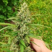 CBD Mazar – product view 3