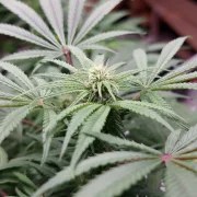 CBD Mazar – product view 4
