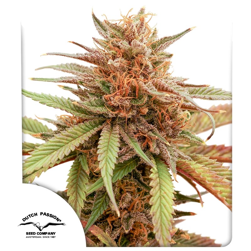 Durban Dew – product view 1