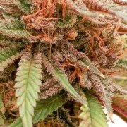 Durban Dew – product view 2