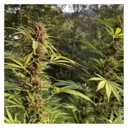 Durban Dew – product view 3