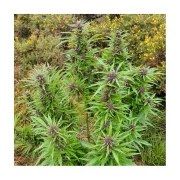 Durban Dew – product view 4