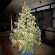 Durban Dew – product view 5