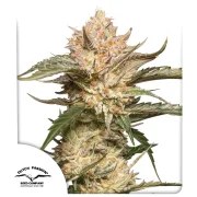 Auto Trichome & Cream – product view 1
