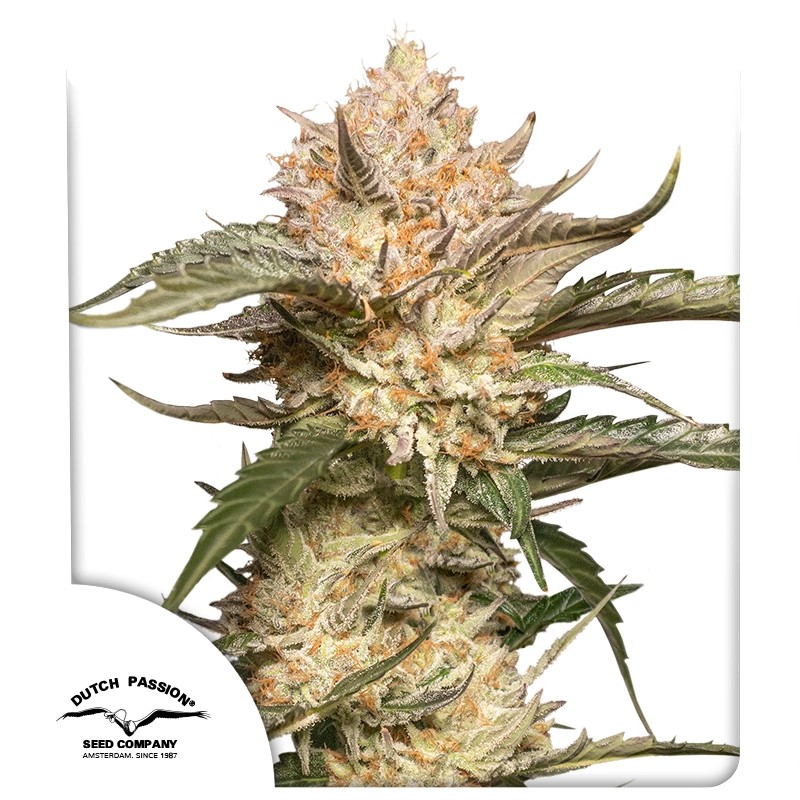 Auto Trichome & Cream – product view 1