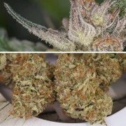 Auto Trichome & Cream – product view 2