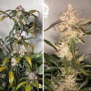 Auto Trichome & Cream – product view 3