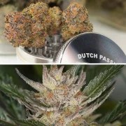 Auto Trichome & Cream – product view 4