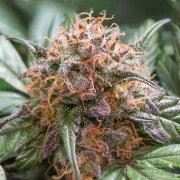 Auto Trichome & Cream – product view 5