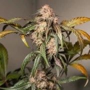 Auto Trichome & Cream – product view 6